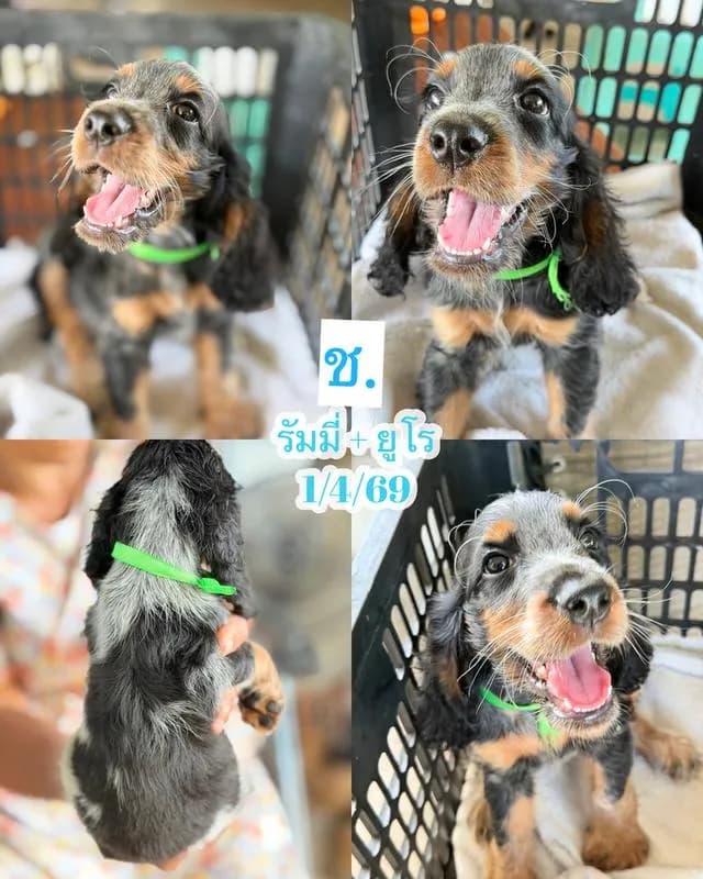 ลูกสุนัขพันธุ์ English Cocker