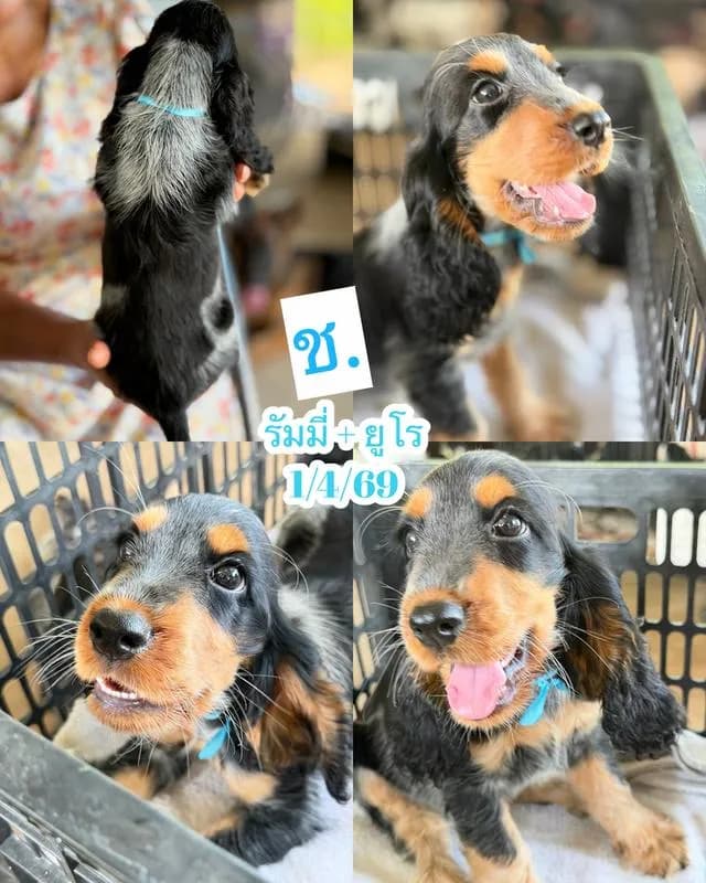 ลูกสุนัขพันธุ์ English Cocker