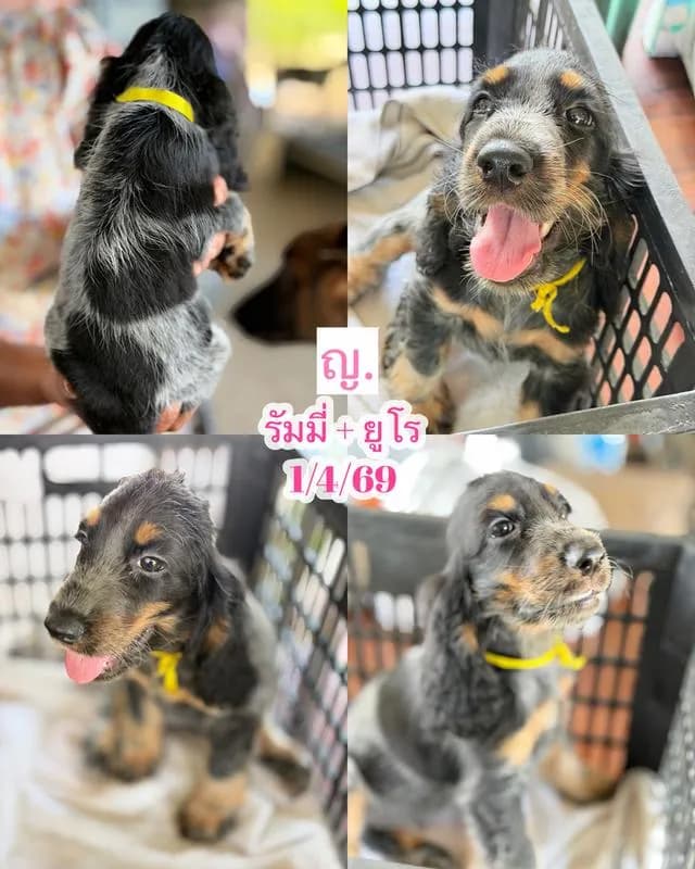 ลูกสุนัขพันธุ์ English Cocker
