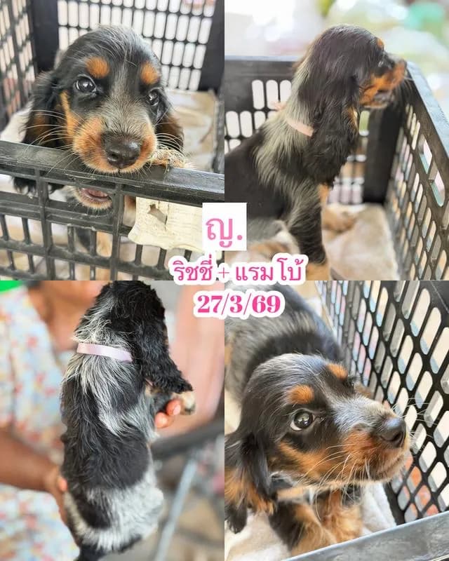ลูกสุนัขพันธุ์ English Cocker
