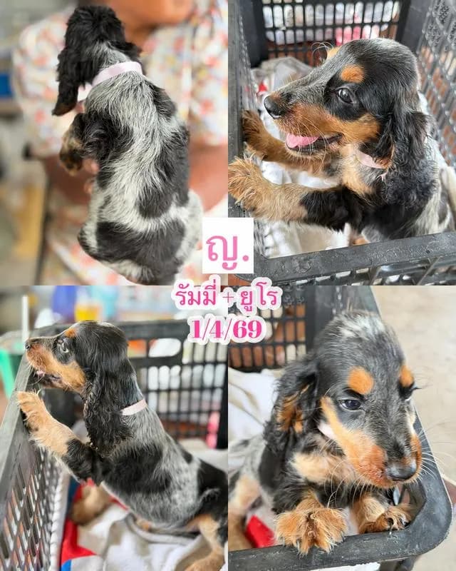 ลูกสุนัขพันธุ์ English Cocker