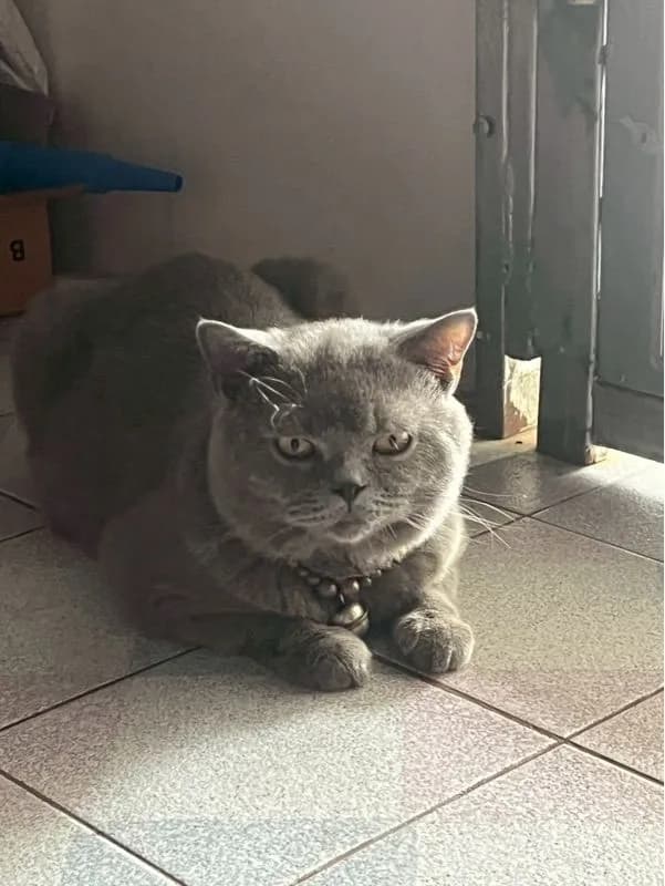 🔥British Shorthair🔥 รับทับ