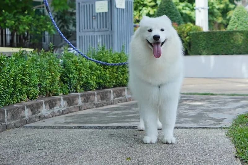 ขายแม่พันธุซามอยด์ ราคาเบาๆ