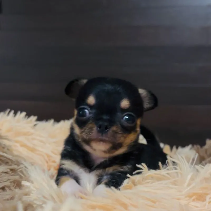 ชิวาว่า(ขนสั้น)
