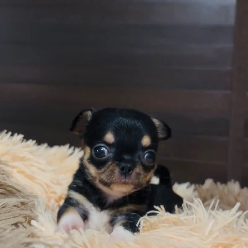 ชิวาว่า(ขนสั้น)