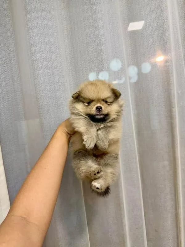 ปอมแท้