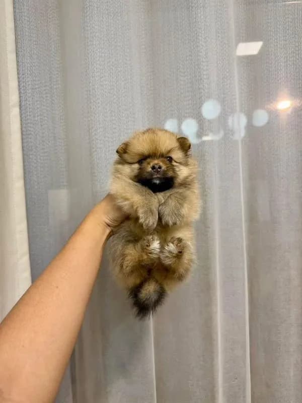 ปอมแท้