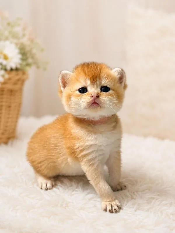 british shorthair