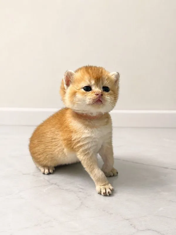 british shorthair