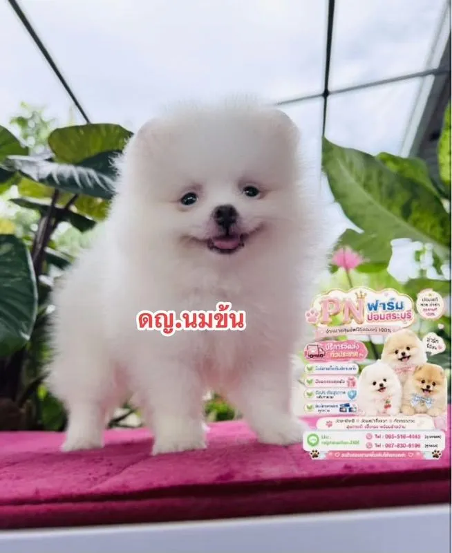 ปอมแท้ราคาถูก