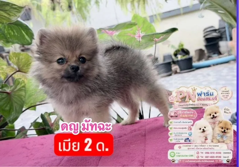 ปอมแท้ราคาถูก