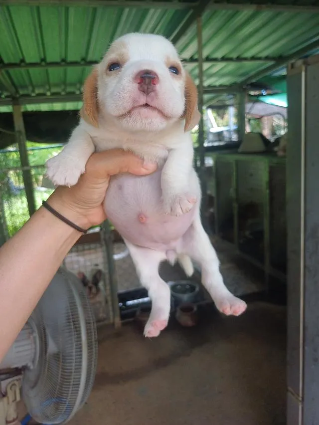 ลูกสุนัขพันธ์บีเกิ้ล