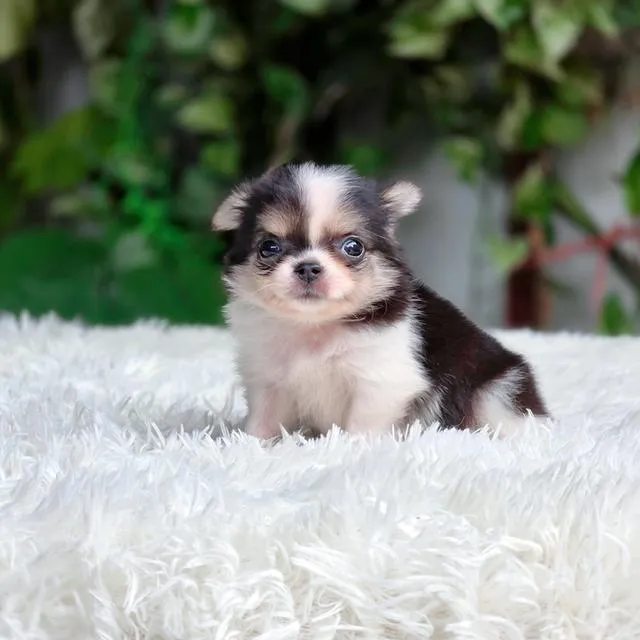 Chihuahua ชิวาวาแท้พร้อมย้ายบ้านอายุ2เดือนมีบริการส่ง