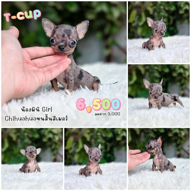 Chihuahua ชิวาวาแท้พร้อมย้ายบ้านอายุ2เดือนมีบริการส่ง