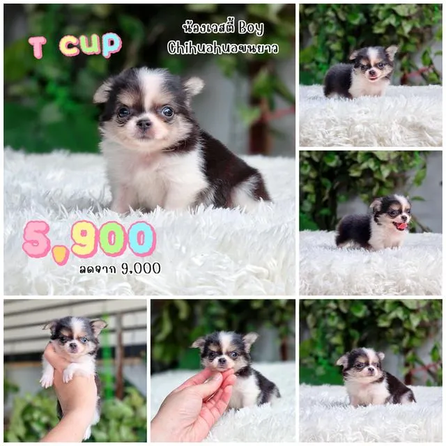Chihuahua ชิวาวาแท้พร้อมย้ายบ้านอายุ2เดือนมีบริการส่ง