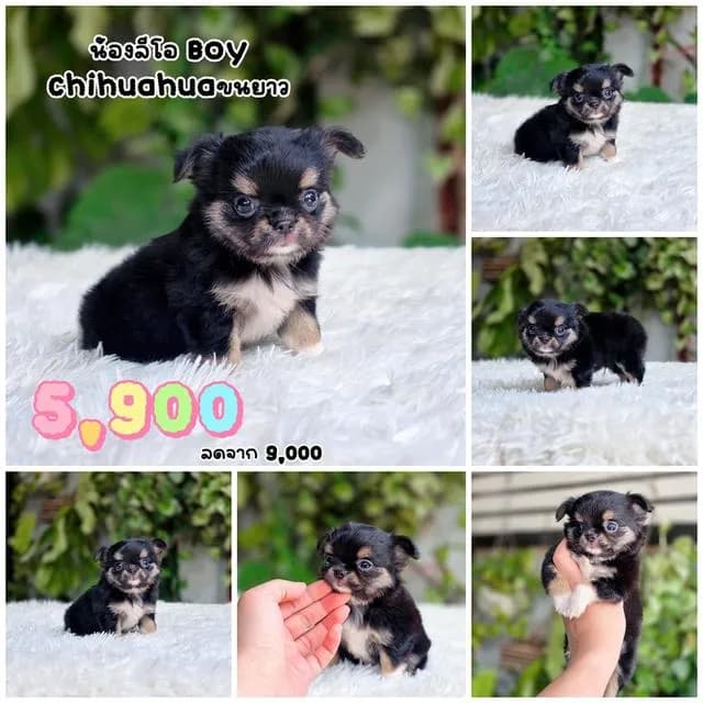 Chihuahua ชิวาวาแท้พร้อมย้ายบ้านอายุ2เดือนมีบริการส่ง