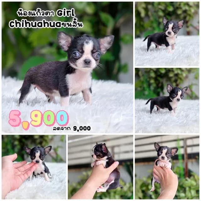 Chihuahua ชิวาวาแท้พร้อมย้ายบ้านอายุ2เดือนมีบริการส่ง