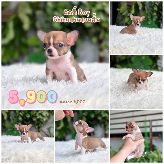Chihuahua ชิวาวาแท้พร้อมย้ายบ้านอายุ2เดือนมีบริการส่ง