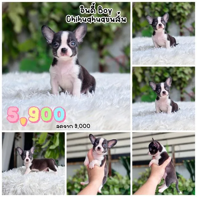 Chihuahua ชิวาวาแท้พร้อมย้ายบ้านอายุ2เดือนมีบริการส่ง