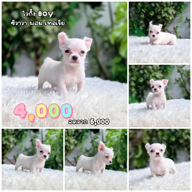Chihuahua ชิวาวาแท้พร้อมย้ายบ้านอายุ2เดือนมีบริการส่ง