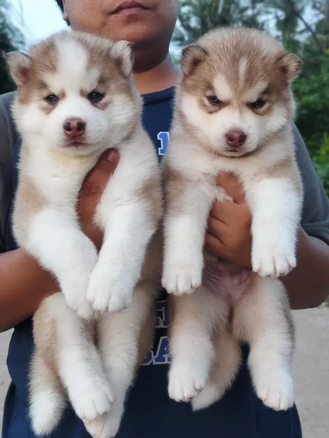 Siberian husky ไซบีเรียน