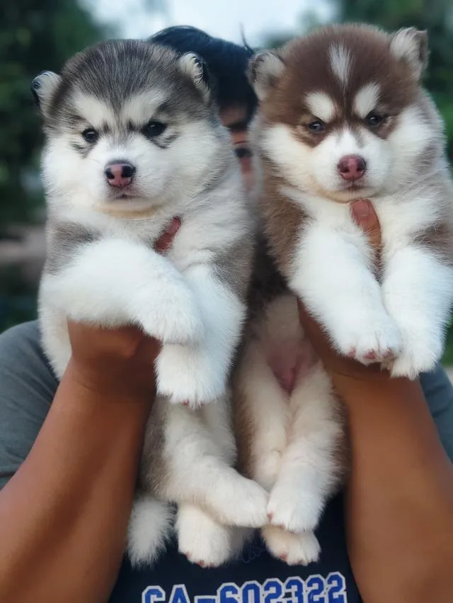 Siberian husky ไซบีเรียน