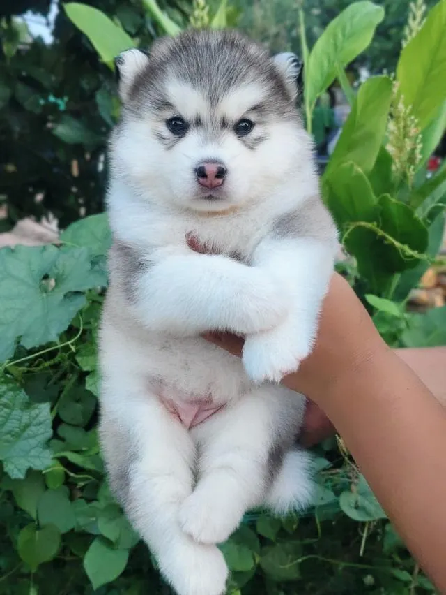 Siberian husky ไซบีเรียน