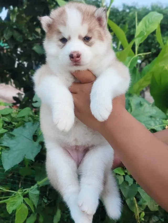 Siberian husky ไซบีเรียน