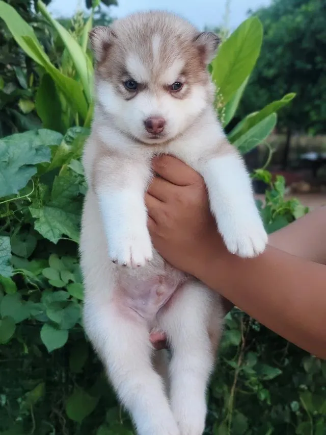Siberian husky ไซบีเรียน