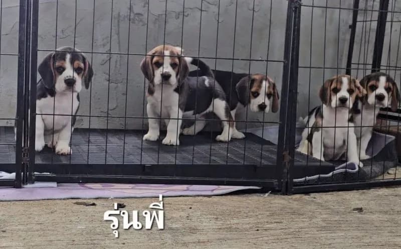 ลูกสุนัขบีเกิ้ลแท้ สายเลือดดี มาร์คหน้าสวย