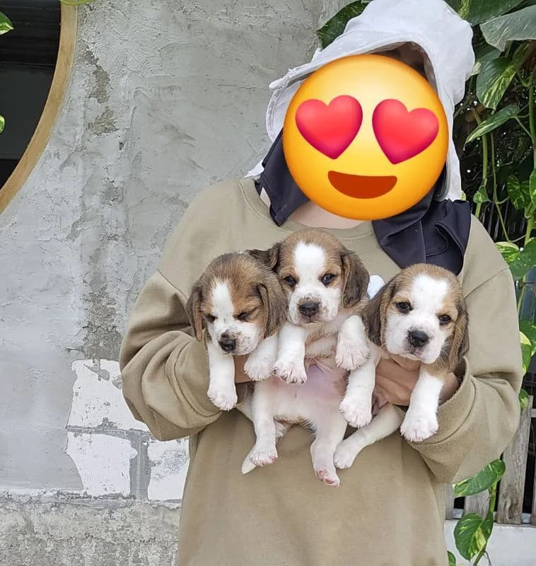 ลูกสุนัขบีเกิ้ลแท้ สายเลือดดี มาร์คหน้าสวย