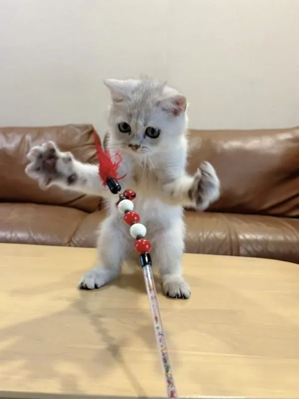 ลูกแมว Scottish Fold