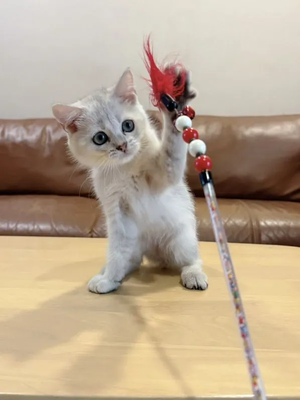 ลูกแมว Scottish Fold