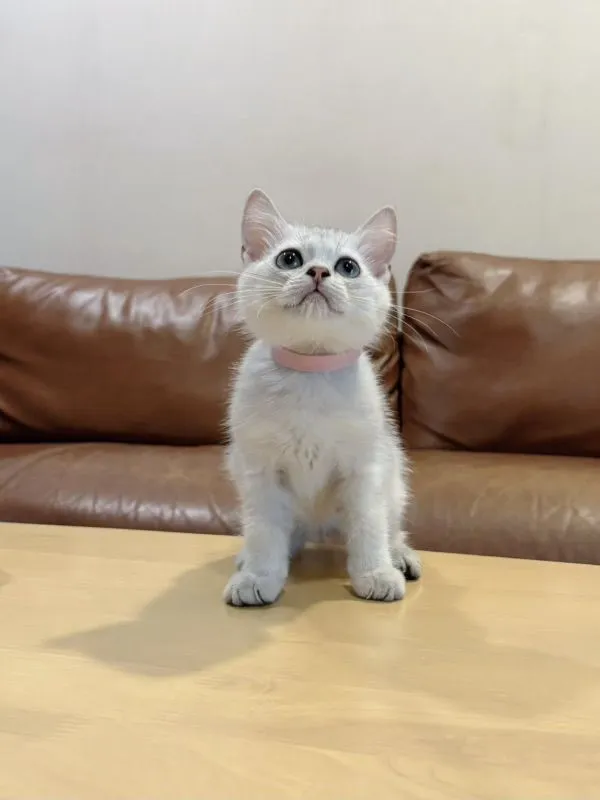 ลูกแมว Scottish Fold
