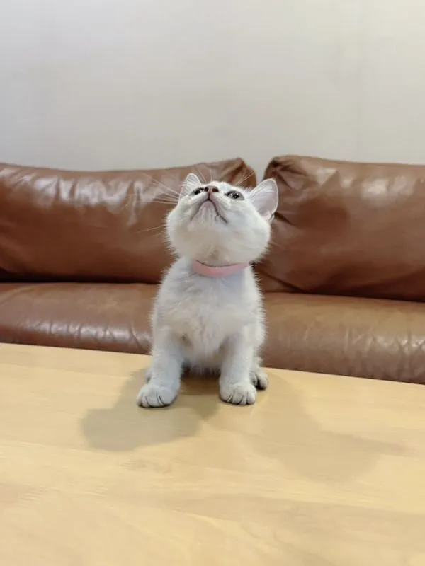 ลูกแมว Scottish Fold