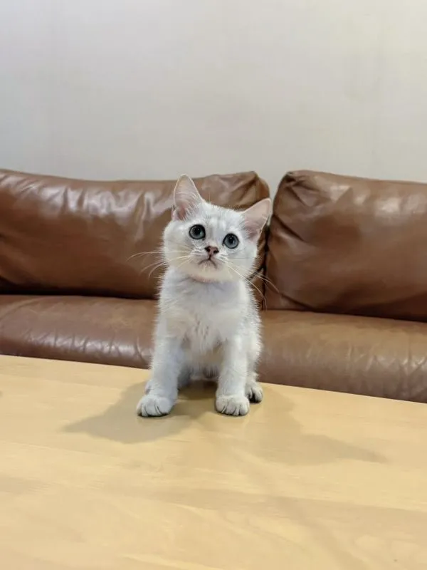 ลูกแมว Scottish Fold