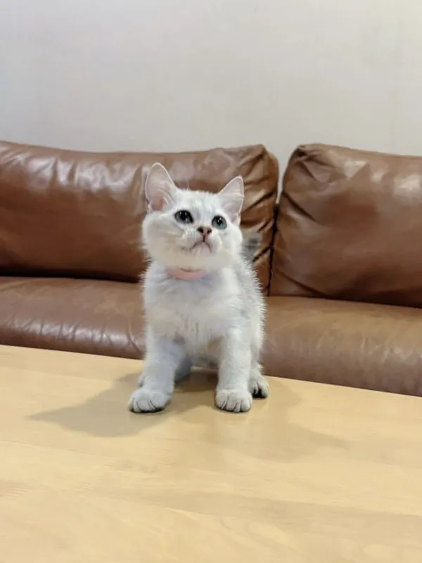 ลูกแมว Scottish Fold