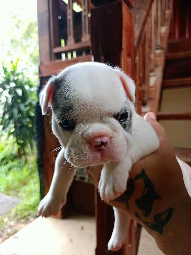 ลูกสุนัขเฟรนช์บูลด็อกเพศผู้