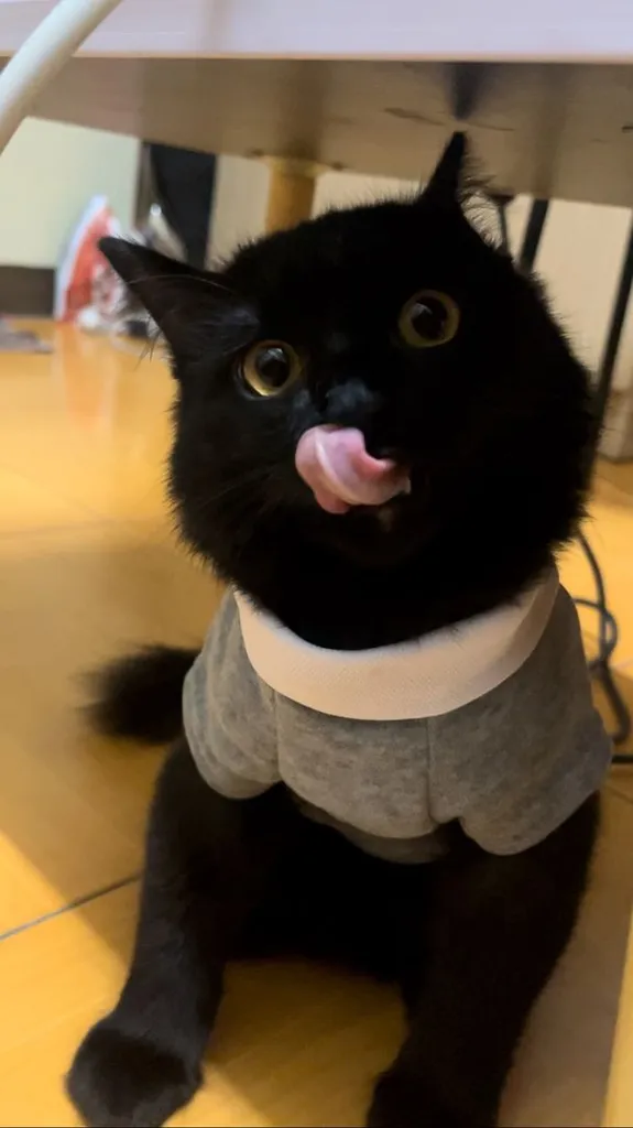 แมว