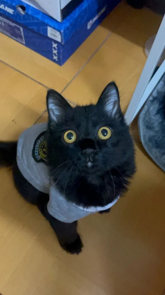 แมว