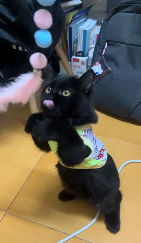 แมว