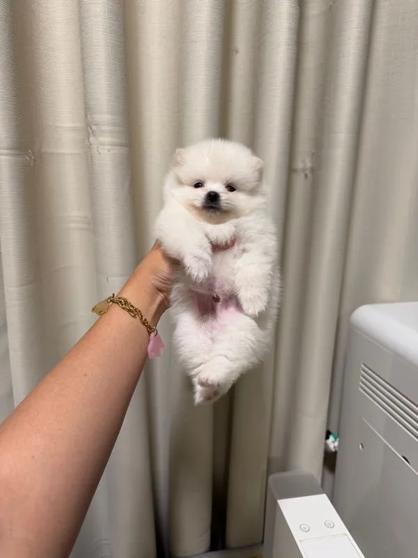 ปอมเมอเรเนียน