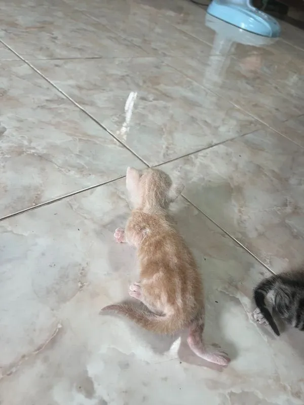เปิดจองลูกแมว อเมริกันช๊อตแฮร์