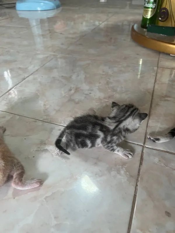 เปิดจองลูกแมว อเมริกันช๊อตแฮร์