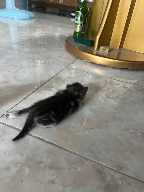 เปิดจองลูกแมว อเมริกันช๊อตแฮร์