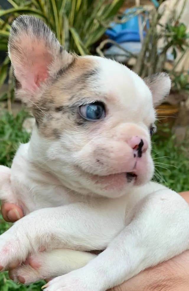 ลูกเฟรนลายวัว สีเมอร์