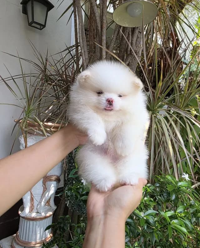 ปอมเมอเรเนียนหน้าหมี