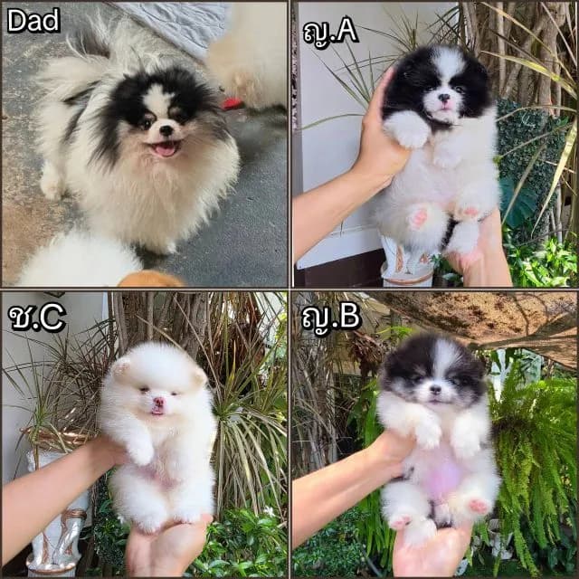 ปอมเมอเรเนียนหน้าหมี