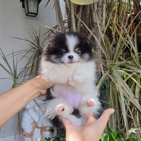 ปอมเมอเรเนียนหน้าหมี