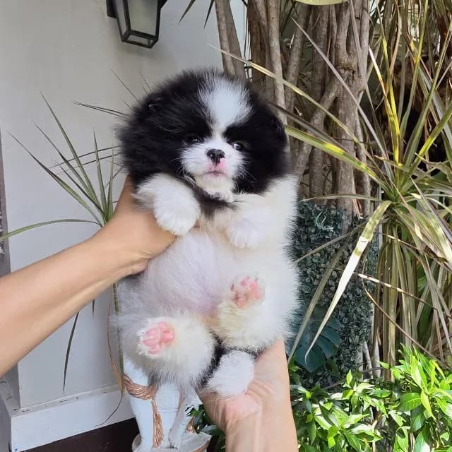 ปอมเมอเรเนียนหน้าหมี